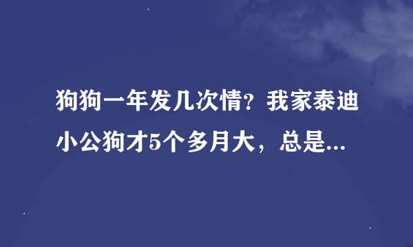 狗狗一年发几次情？我家泰迪小公狗才5个多月大，总是做交配动作正常吗？