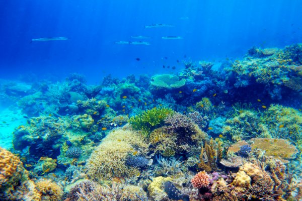 海底10000米下有什么生物?