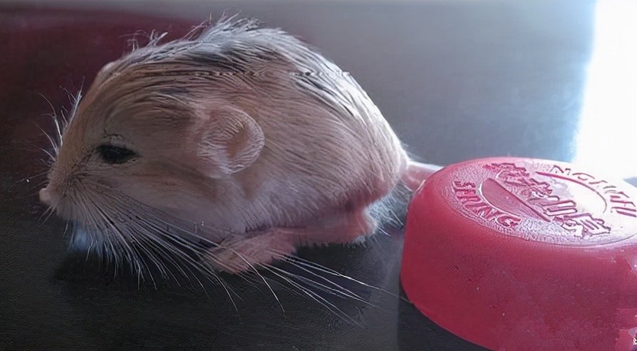 “世界最小跳鼠”三趾心颅跳鼠长什么样？有什么特点？