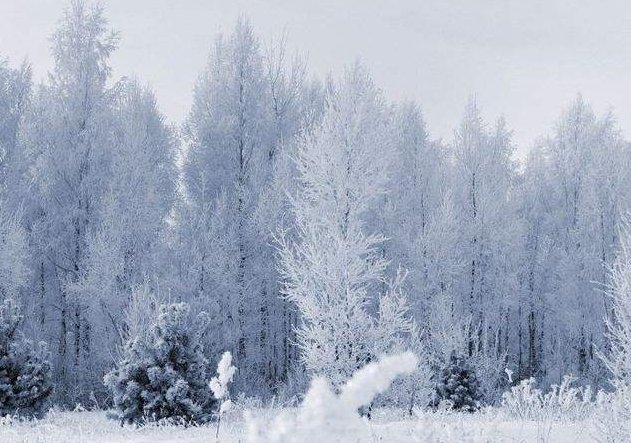 下雪的心情的经典句子