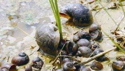 福寿螺疯狂入侵洱海，福寿螺是什么？