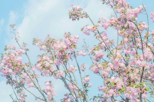 coolilikeit英语怎么读