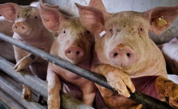 在中国出现的猪流感不是新病毒？你吃过最多的肉类是什么？