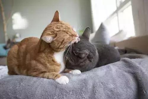 如果舔一下猫，猫会有什么样的反应？