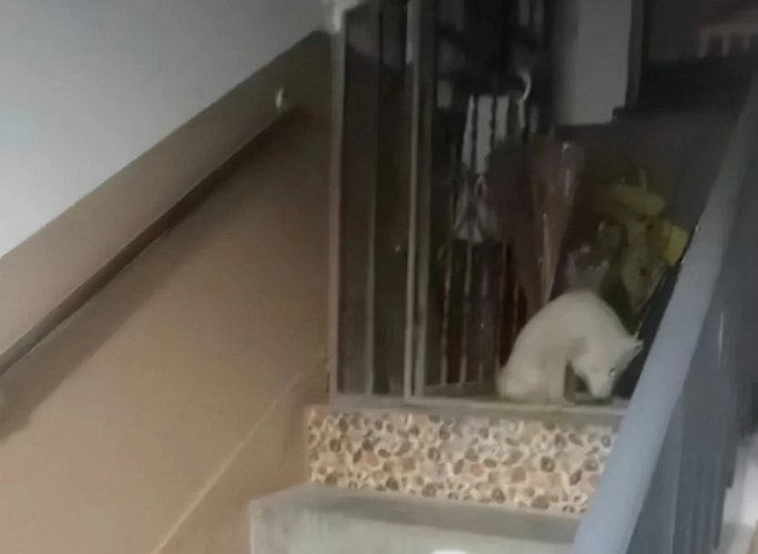 上海一女子搬家后将宠物白狐遗弃，你如何看待她的行为？