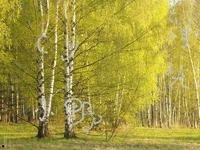 白桦林是什么？