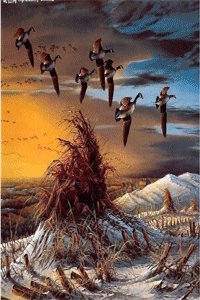 新报跑狗-(正面)哪里能看呢？