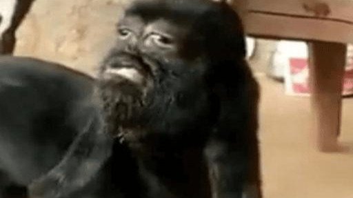 印度出现了“人脸山羊”，为何会被当地人当成神明供奉？