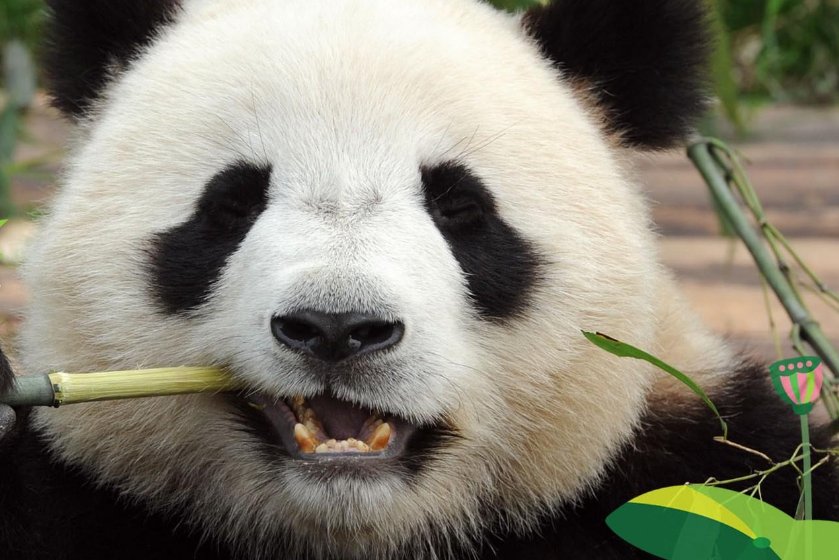 四川话娃娃是什么意思