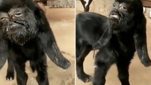 印度出现了“人脸山羊”，为何会被当地人当成神明供奉？