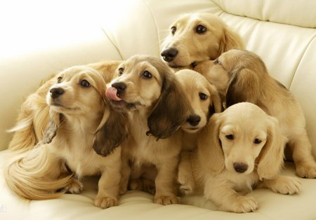 你最喜欢什么小动物？它有什么特点？