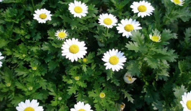 白菊花的功效与作用