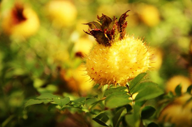 刺梨果有什么功效与作用？