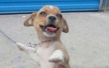 小偷最怕哪些狗狗？