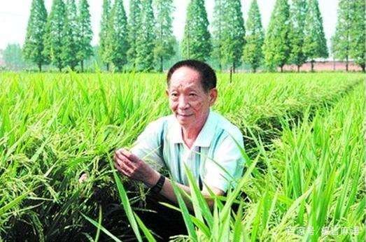 袁隆平的事迹介绍
