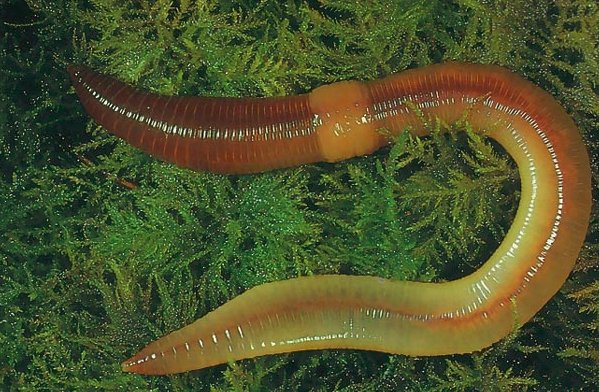 蚯蚓的特点