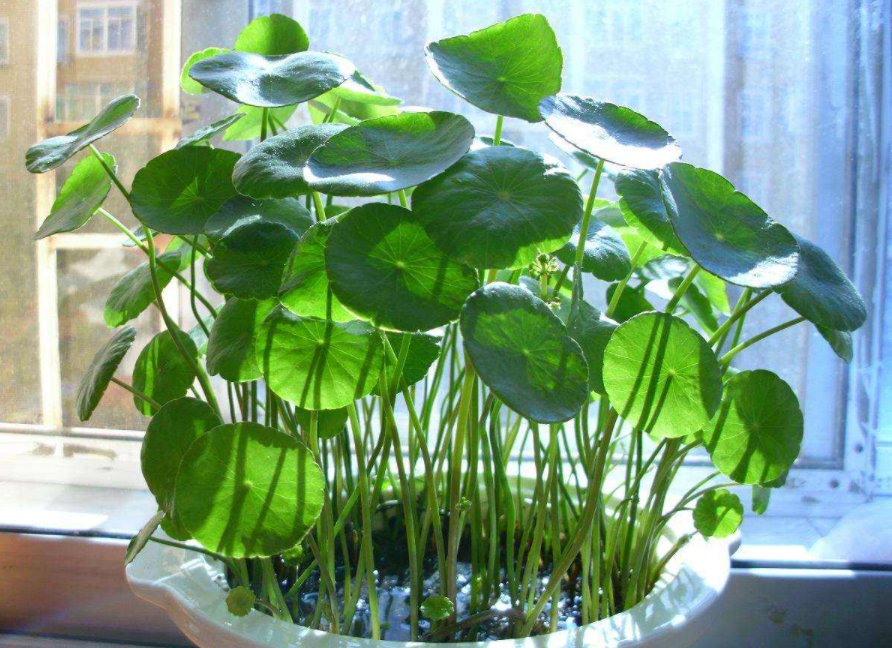 铜钱草有什么作用