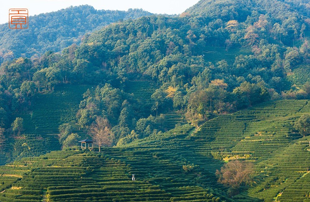 贡牌西湖龙井茶是龙井村的品牌吗？