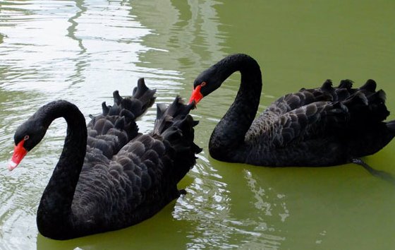 黑天鹅的寓意是什么？