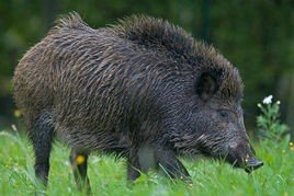 野猪的生长周期