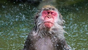 成都两女子登山遭“泼猴”扒衣服、薅头发,猴子都这么顽皮吗?