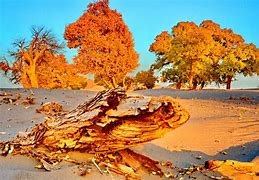 支援额济纳旗的医护穿10层衣服保暖，额济纳旗的气候如何？