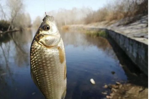 春季钓鱼的技巧和方法是什么？