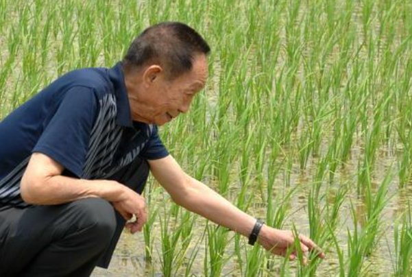 外媒集体为袁隆平刷屏,袁老对全人类的贡献有多大?