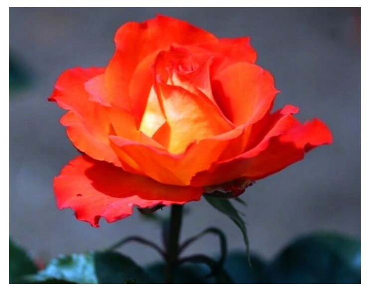 佳能相机EOS550D入门适合用吗？