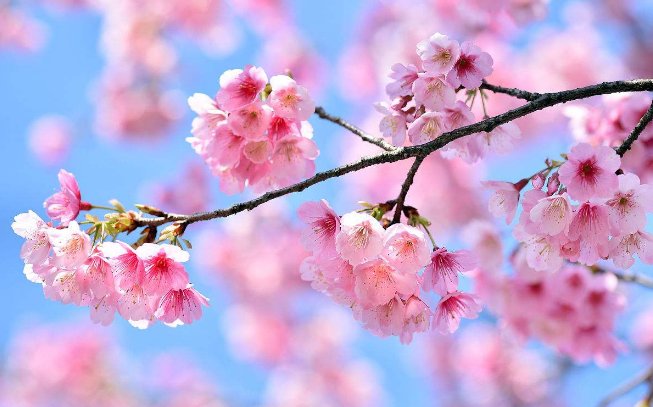 名家描写花的散文有哪些