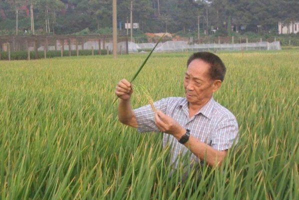 外媒集体为袁隆平刷屏,袁老对全人类的贡献有多大?