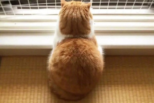 一段“猫咪满脸好奇站立家中看窗外烟花”的视频走红，主人对此有何回应？