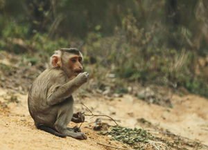成都两女子登山遭“泼猴”扒衣服、薅头发,猴子都这么顽皮吗?
