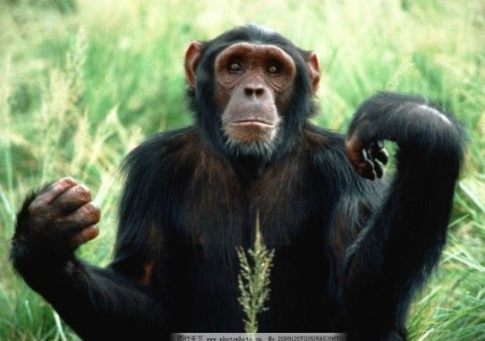 猿、猴、猩猩的区别