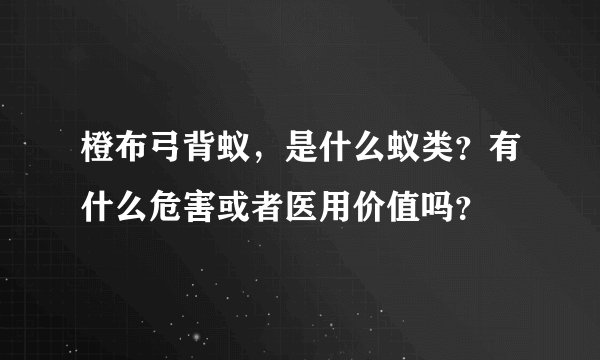 橙布弓背蚁，是什么蚁类？有什么危害或者医用价值吗？
