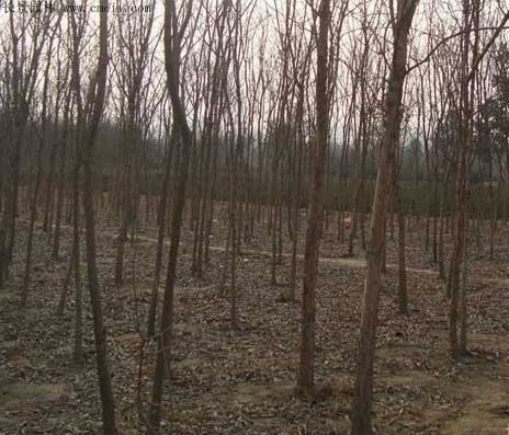 流苏树价格是多少？