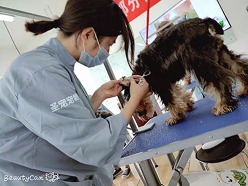 宠物美容师培训班多少钱？