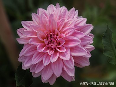 大丽花的种植方法是什么?