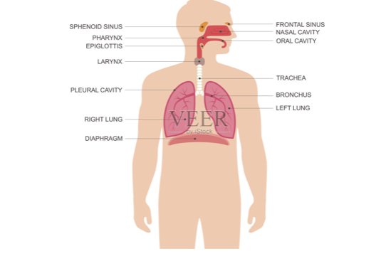 体内吸入甲醛了，怎么排毒和处理