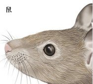 绿林好汉争第一什么动物