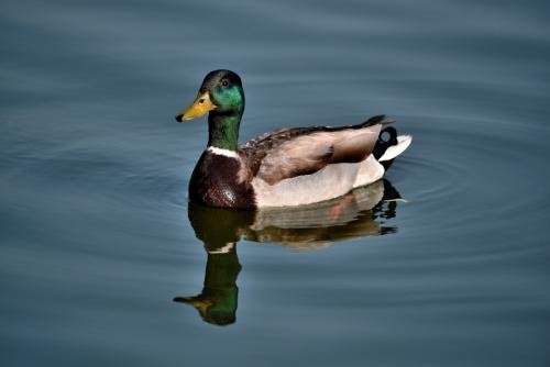 野鸭是几级保护动物？