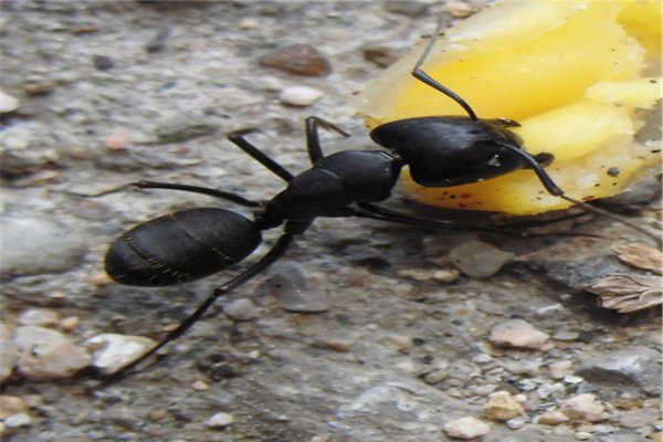 孙怡家的小鸡被野猫叼走了，明星都会养啥奇葩的礼物?