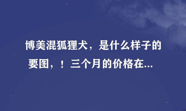 博美混狐狸犬，是什么样子的 要图，！三个月的价格在多少左右！