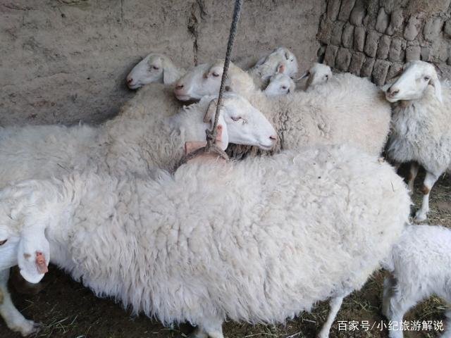 现在开始养羊前景如何？