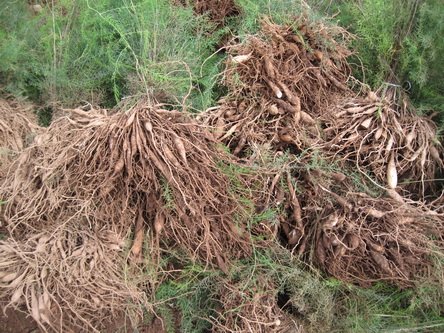 天冬的功效与作用