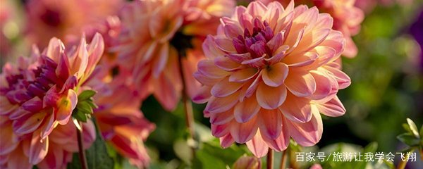 大丽花的种植方法是什么？