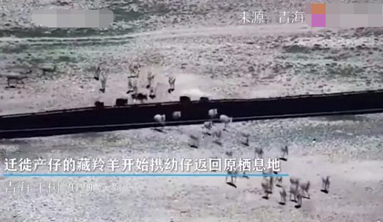 藏羚羊携幼仔返回原栖息地是怎么回事？