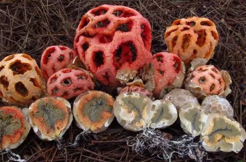 南京玄武湖连续出现2株并蒂莲,你还见过哪些植物珍品?