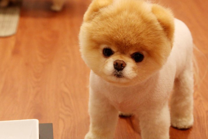 博美分多少品种。品种的名称是什么？谢谢