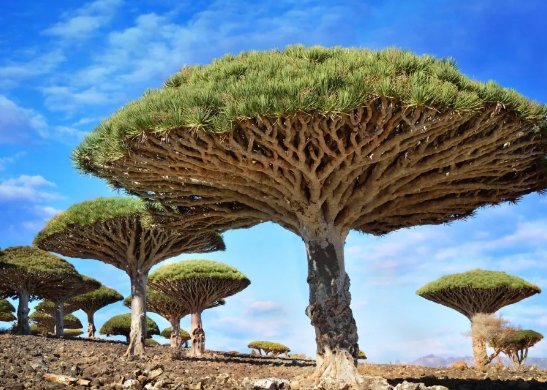 南京玄武湖连续出现2株并蒂莲,你还见过哪些植物珍品?